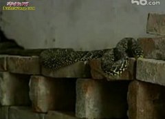 大王蛇养殖周期 大王蛇养多久出栏