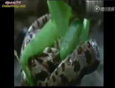 实拍：罕见巨型螳螂猎杀毒蛇瞬间