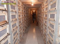 鼎丰养蛇是骗局吗 鼎丰养蛇怎么样