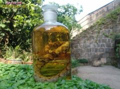 得了类风湿怎么办 喝五步蛇酒好吗？