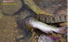 水蛇泥蛇养殖