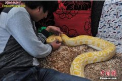 “蟒蛇少年” 昆明少年与25条蟒蛇同...