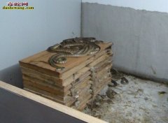 雷村蛇场水律蛇养殖