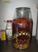 风湿性心脏病能不能喝五步蛇酒？