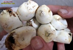 蛇蛋多久能孵出来 蛇蛋的孵化需要多久...