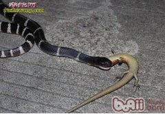 宠物银环蛇