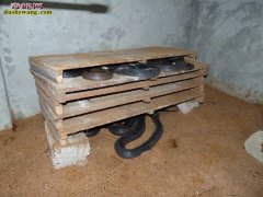 什么地方有养蛇的 养蛇什么地方好