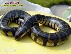 腹斑水蛇，腹斑水蛇有毒吗