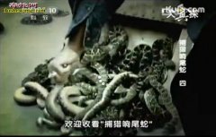 捕猎响尾蛇四