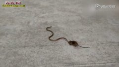 实拍老鼠啃咬一米长活蛇 不作不死！