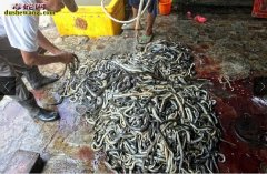 印尼宰蛇厂工人手工剥蛇皮加工蛇产品全...