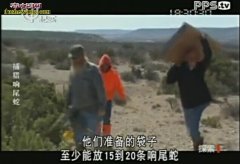 捕响尾蛇