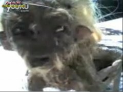 实拍：中越边境出现蛇精！