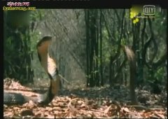 眼镜蛇vs眼镜王蛇