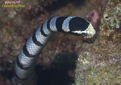 巨环海蛇