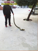 遛蛇也任性