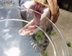 毒蛇毒腺萎缩症防治