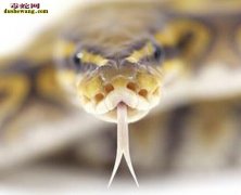 蛇类奇闻：蛇为什么吐舌头