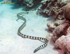 裂颊海蛇