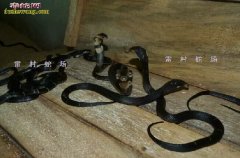 雷村蛇场泰万蛇苗