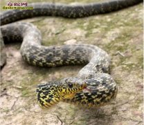 大王蛇照片