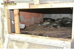 乌梢蛇养殖成本
