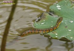 怎样养殖水蛇