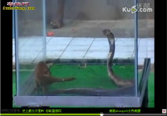 獴眼镜王蛇