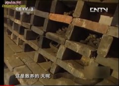 大王蛇养殖视频致富经