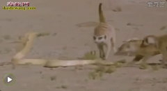 眼镜王蛇 猫鼬