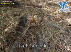 探索眼镜王蛇