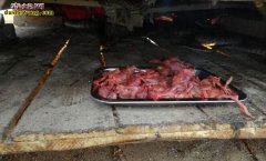 人工养蛇不吃死食怎么办？如何训练蛇吃...