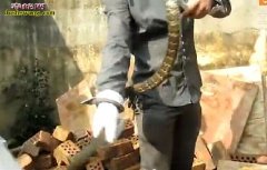 水律蛇的养殖视频