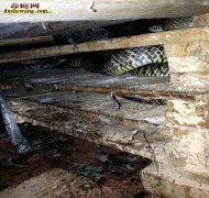 滑鼠蛇养殖
