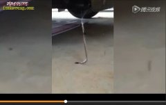 实拍：澳洲蜘蛛大战毒蛇 蛇被蛛丝拖进...