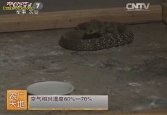 王锦蛇养殖 王锦蛇养殖技术