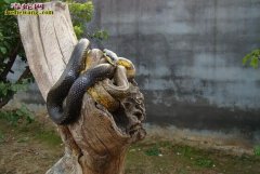 特种养殖”陷阱多 养蛇技术更专业