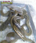 水蛇绿豆丸做法