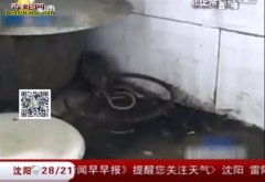 食蛇鼠
