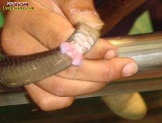 雄蛇的交接器图片