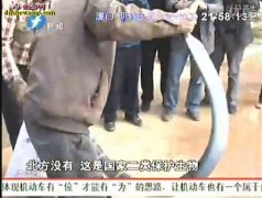 罕见：12斤眼镜王蛇【视频】