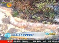 河北4米白蛇被雷劈死！视频纪实！