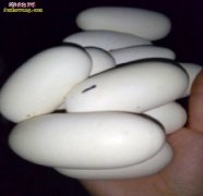 养水律蛇几月份进蛇蛋好？