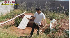 广东养蛇培训基地