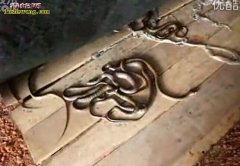 滑鼠蛇养殖视频