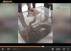 东莞花园惊现2米巨蟒 “蛇王”出售擒...