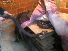 养蛇场建造需要注意哪些问题？