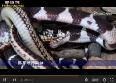 蛇与蛇打架 蛇与蛇生死相搏！
