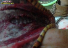 养蛇场蛇病毒性疾病防治