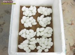 水律蛇蛋能用机器孵化吗？